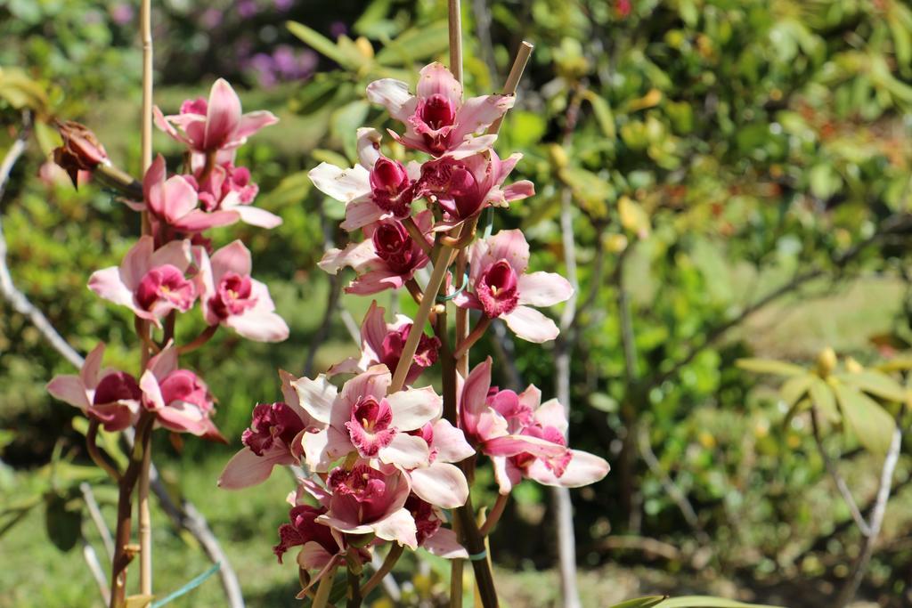 B&B Villa Orchidea Camogli Εξωτερικό φωτογραφία